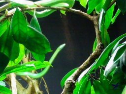 Tiergarten Schönbrunn am 27.01.2026